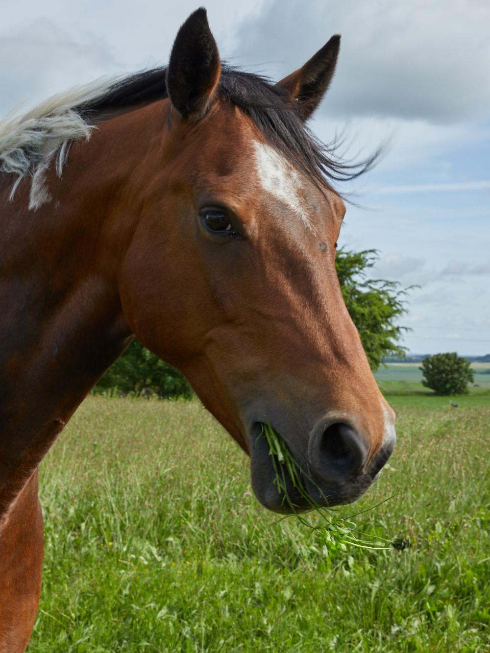 HorseMax Fiber - økologisk